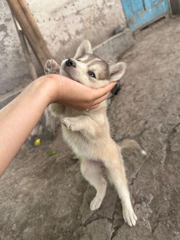 Продажа собак: Хаски, 2 месяца, Самка, С прививкой