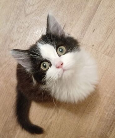 если не кастрировать кота: 4 айлык, Эркек