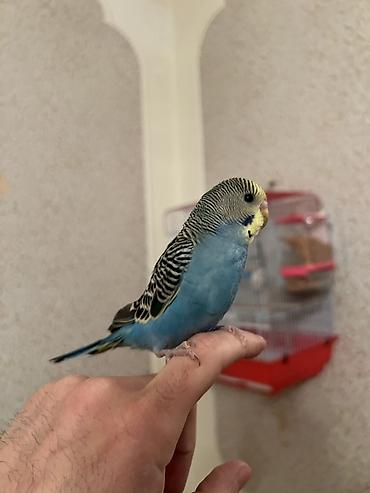 Tutuquşları: 🦜 Xüsusi Danışan Macha – 3 Aylıq Erkək Bala 🦜 Seçilmiş baxım və — 11
