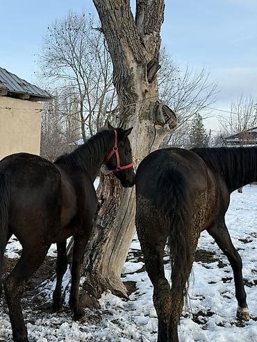 Лошади, кони: Продаю | Жеребец, Жеребенок | Рабочий — 6