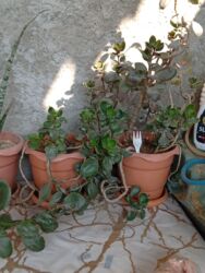 Süni güllər: Bu gülər satlır qiymətləri 1.2 manat yekə gülər 5 manat biri qalanı — 1