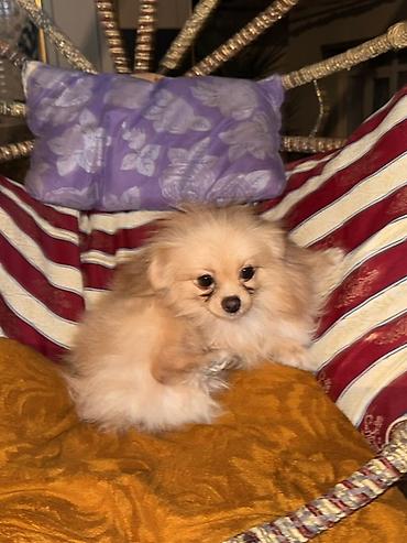 İtlər: Şpitz, 1 il, Erkek — 6