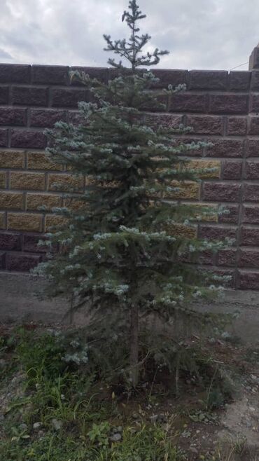 Спил деревьев, заготовка дров: Обрезка деревьев!!! Сезонная обрезка плодовых деревьев!!! Зима — 3