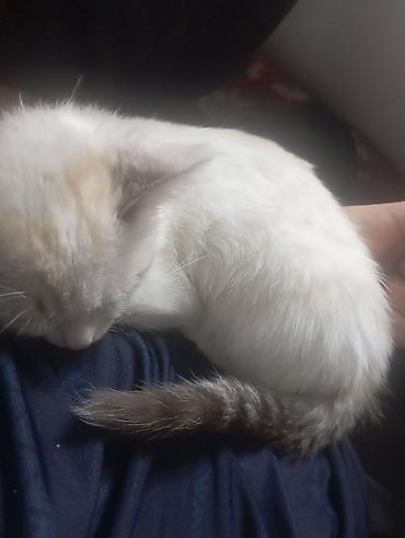 сиамский: Котёнок с колор-пойнт окрасом (светлая шерсть с затемнёнными — 2