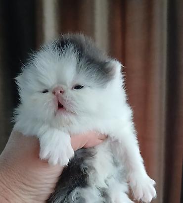 Продажа кошек: Персидский котёнок. Эксклюзив ! Шикарная персидская кошечка в — 1