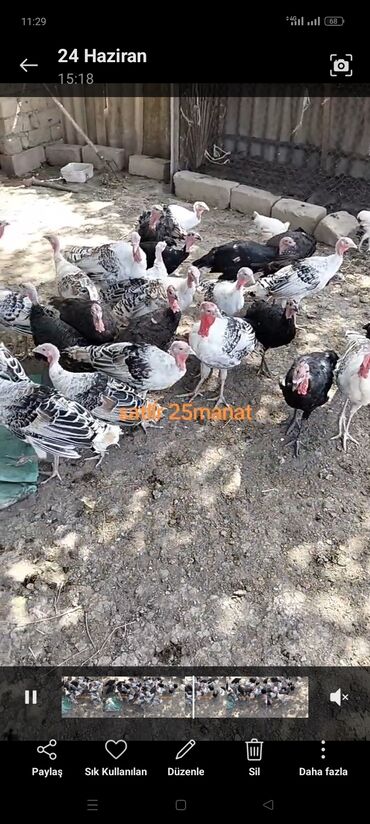 Вилки: Самец, Для мяса, Самовывоз