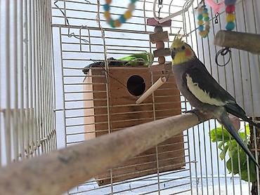 Nimfa (Cockatiel) – boz-ağ rəngli, sarı lələklı qaşqa və narıncı lalafo.az -da Nimfa (Cockatiel) – boz-ağ rəngli, sarı lələklı qaşqa və narıncı