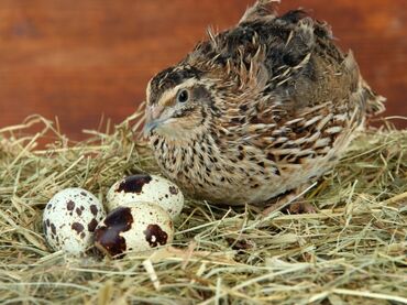 мясо для животных: Продаются перепёлки 3 недельные цыплята яйца есть доставка по