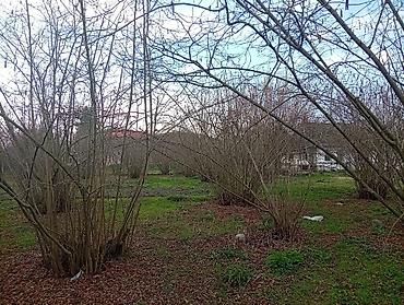 Torpaq sahələrinin satışı: 38 sot, Kənd təsərrüfatı, Mülkiyyətçi, Kupça (Çıxarış) — 6