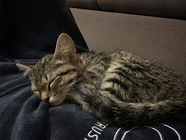 домик для котенка: Малышка ищет дом !) На улице дождь… взяли домой котенка в тепло