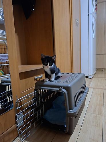 где можно взять кошку: 1 месяц, Девочка — 6