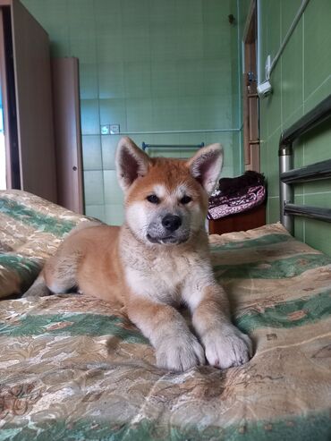 it satisi: Akita-inu, 3 ay, Erkek, Peyvəndli, Pulsuz çatdırılma