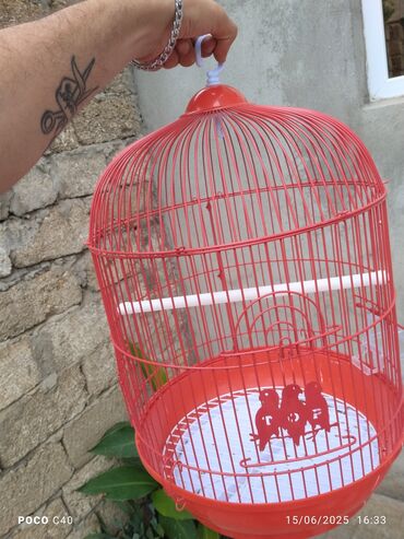 xacmazda satilan inekler: 30 Azn alinib işlenmiyib satiram