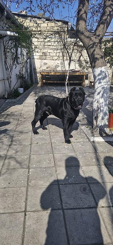 cane corso yavru: Kane-Korso, 1 il, Erkək, Sənədli — 2