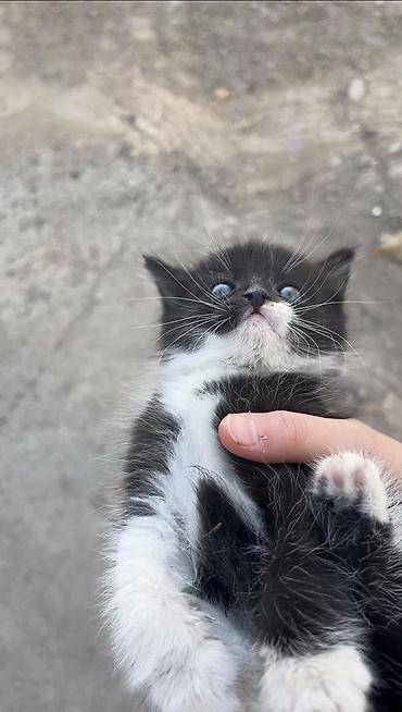 кошка в добрые руки: Продам котят в хорошие руки, серенький любит лежать на коленках, и — 3