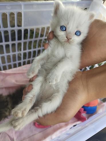 собаки щенки: Милые котята ищут заботливый дом! 🏡💕 Котята маленькие, спокойные и — 3