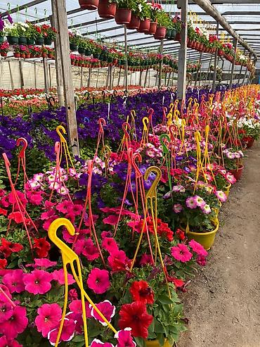 bənovşəyi gullər: Məhsul: Saksıda petuniya (Petunia) dekorativ çiçəklər Təsvir: - Rəng — 10