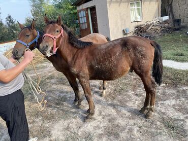 Продаю | Жеребец | Для разведения, Рабочий, Конный спорт