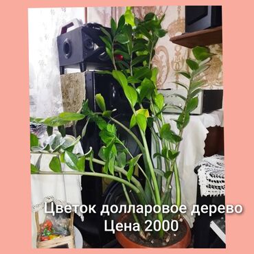 уроондук картошка: Замиокулькас, также известный как долларовое дерево, в керамическом