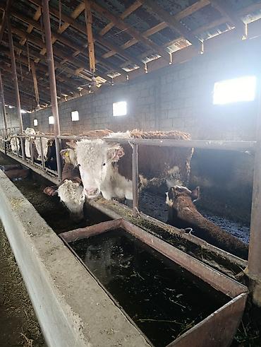 Коровы, быки: Продаю | Бык (самец) | Герефорд | На откорм | Племенные — 21