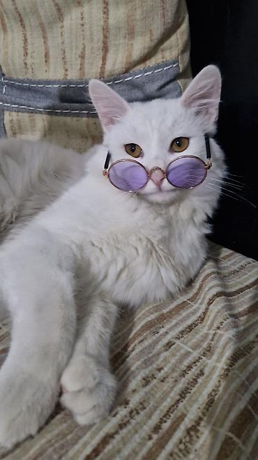 Pişiklər: Türk anqora, Erkək — 5