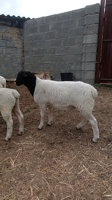 альпийская коза цена: Продаю | Овца (самка), Ягненок, Баран (самец) | Для разведения