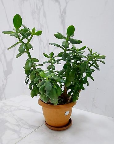 limon agaci: Pul ağacı satılır. Qiymət - 50 azn — 1