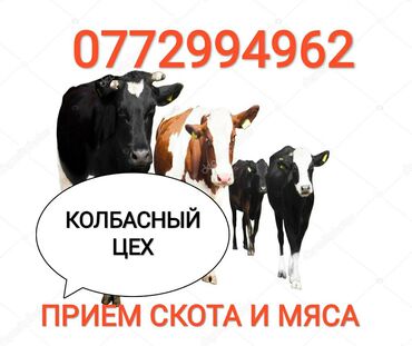 Прием любого скота на колбасныйДорого. Звоните,работаем в любое время