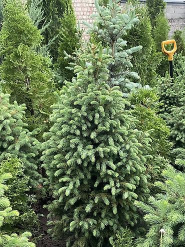 Ель: Продаются голубые/зеленые/тянь-шанские ели 🌲 Выращиваем сами, со всей — 2
