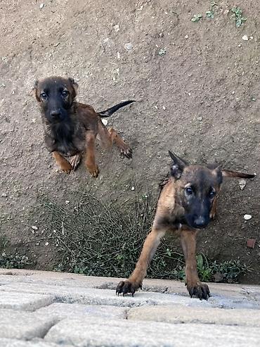 alabay disi: Belçika çoban iti, 3 ay — 2