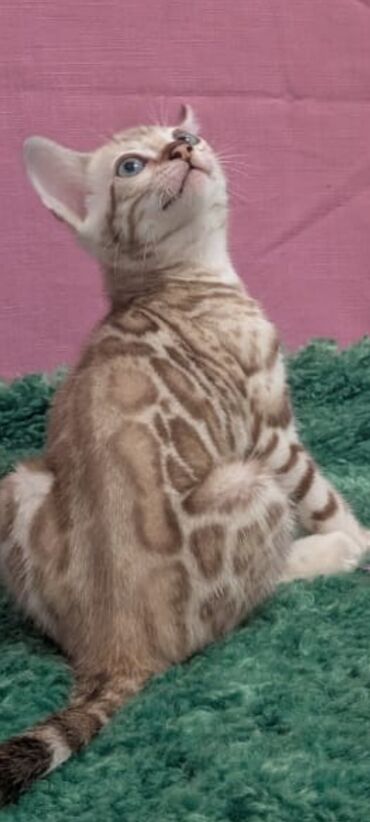 Продажа кошек: Бенгальская, 1 месяц, Девочка, Белый, Кастрирована, Приучена к лотку, Проглистована — 10