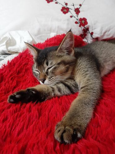 котёнок рыжий: Котёнок мальчик от абиссинской кошки, 3 мес