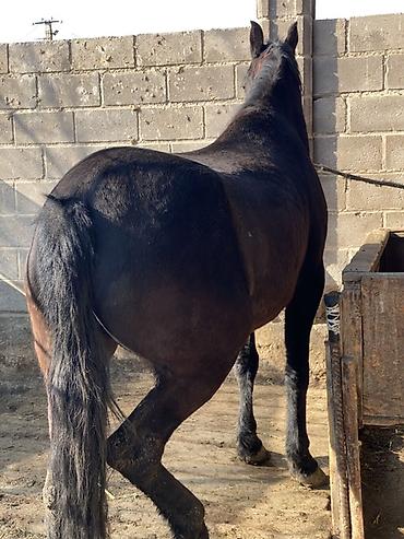 Лошади, кони: Продаю | Кобыла (самка) | Для разведения, Конный спорт | Племенные — 10