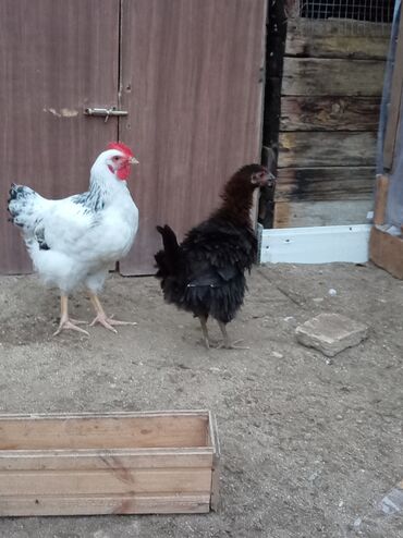 одежда для собак купить: Bir xoruz bir fere qiymet sondu kök və sağlamdılar