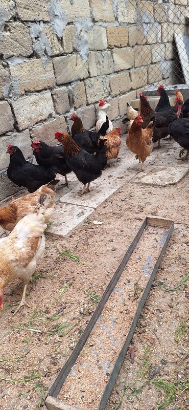 toptan toyuq satisi: Toyuq, Yumurtalıq, Pulsuz çatdırılma, Ödənişli çatdırılma