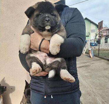 Psi: Prodajem stenad Americke Akite, od kvalitetnih roditelja. Stenci su na lalafo.rs — 9 Psi: Prodajem stenad Americke Akite, od kvalitetnih roditelja. Stenci su — 9