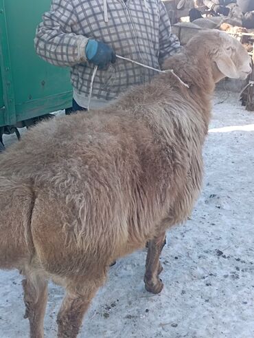 Бараны, овцы: Кочкор 3 года прямой сын Вованыча