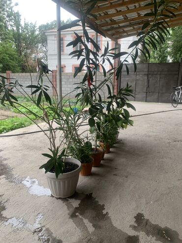 Другие товары для дома: СРОЧНО СРОЧНО
ПРОДАЮ СВЕ ЭТИ СВИТЫ at lalafo.kg Другие товары для дома: СРОЧНО СРОЧНО
ПРОДАЮ СВЕ ЭТИ СВИТЫ