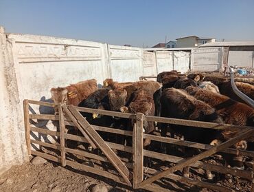 Удобства для дома и сада: Удобства для дома и сада, Самовывоз