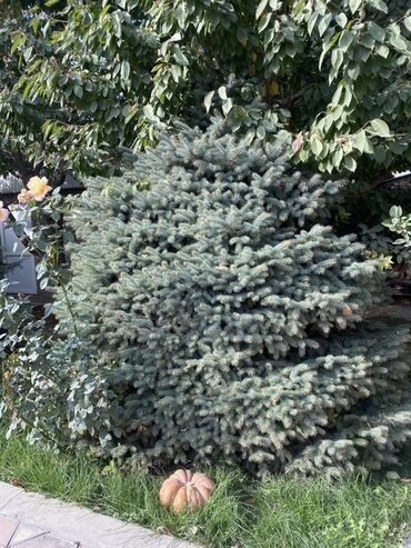 саженцы винограда: Ель голубая (Picea pungens glauca) — взрослый декоративный экземпляр с