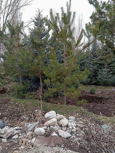 Декоративные деревья: Продаются ели голубые, зелёные, вечнозелёные самшиты, туи, сосны — 16