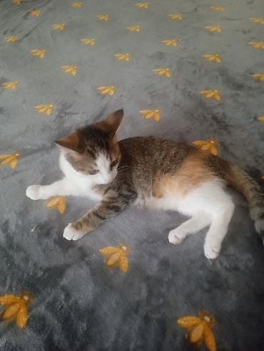 сколько стоят мейн куны котята: 4 месяца, Девочка, Приучена к лотку — 2