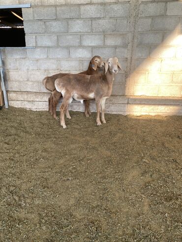 продажа баранов в бишкеке: Сатам | Кочкор (эркек), Козу | Арашан | Көбөйтүү үчүн | Асыл тукумдуу
