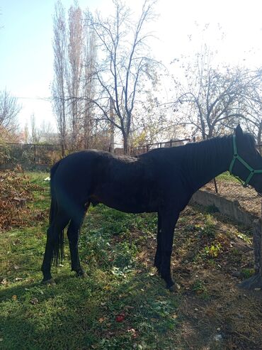 купить собаку охотничью: Продаю | Конь (самец) | Рабочий