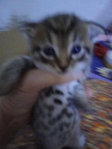 Pişiklər: Erkək, Dişi — 1