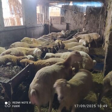 Quzu: Əmlik quzular diri çəki 10 manat. Böyük quzular 9 manatdan — 4