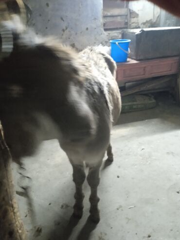 Другие с/х животные: Осёл рабочего ешек сатылат срочно улагы уйуру 💯💯💯 араба тартат жорго — 12