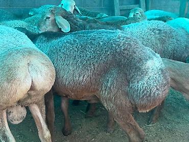 ало тоо: Продаю | Баран (самец) | Гиссарская, Арашан | На забой — 5