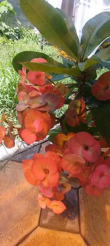 алое вера: Эуфорбия Милла (Euphorbia milii, «терновый венец») в горшке. - — 4