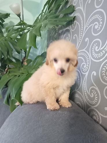 Psi: Patuljasta pudla muzjak 3meseca na lalafo.rs — 5 Psi: Patuljasta pudla muzjak 3meseca — 5